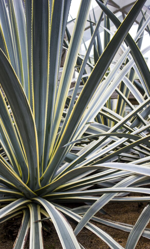 Botanical cacti green