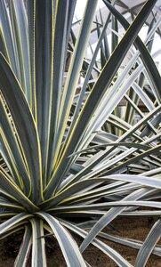 Botanical cacti green