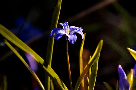 Leaf petal blue star
