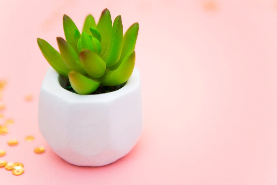 Plant summer decoration