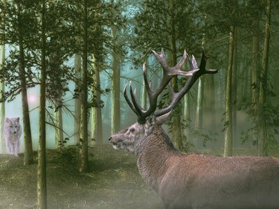 Mood encounter nature