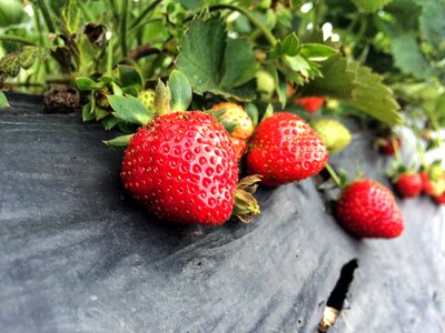 Ground ripe unripe