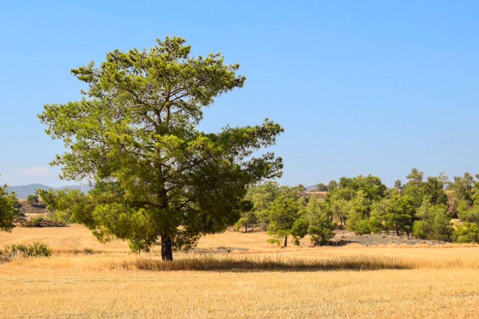 Nature forest summer