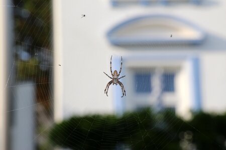 Close up cobweb insect photo