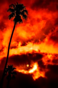 Clouds palm tree tropics photo