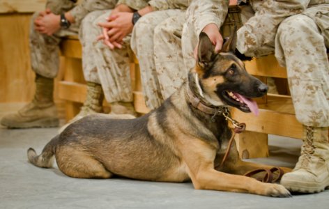 Elite dog handler honored at Camp Leatherneck 111008-N-TH989-353