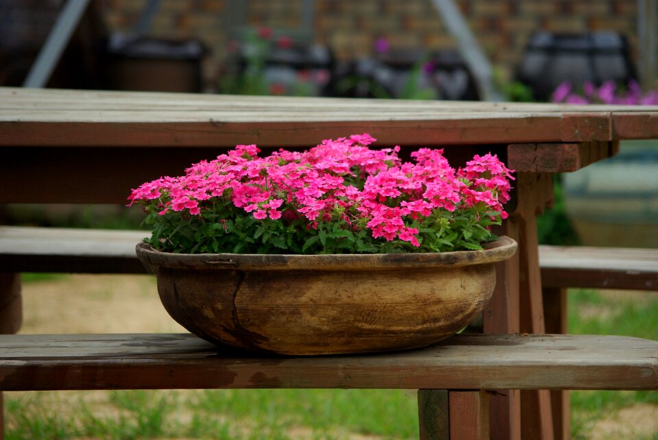 Nature beautiful potted plant