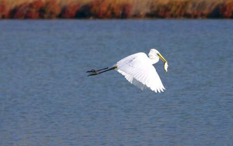 Fauna birds egret