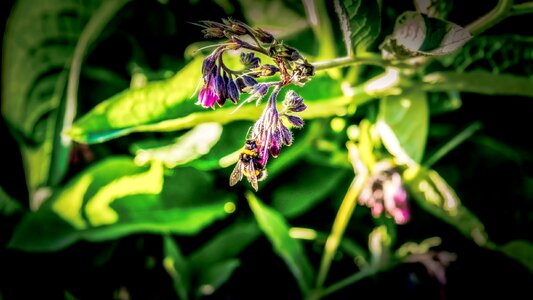 Pollen pollination nectar