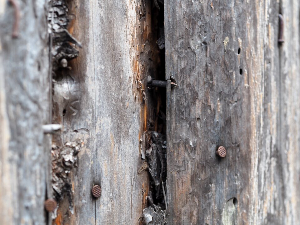 Old grays dry wood