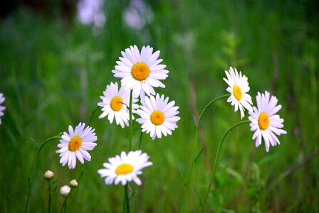 Hayfields grass summer verses the first