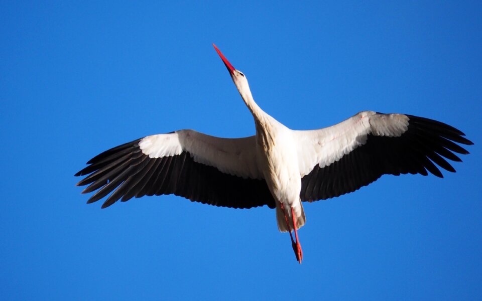 Animals birds stork