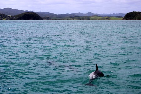 Dolphins swim landscape photo