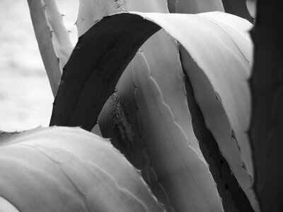 Meaty gooseneck-agave dragon tree-agave