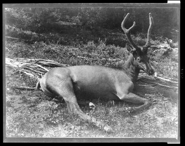 Elk with velvet on its antlers, lying down, Yellowstone National Park LCCN95514235