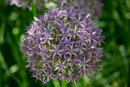 Ball allium spring photo