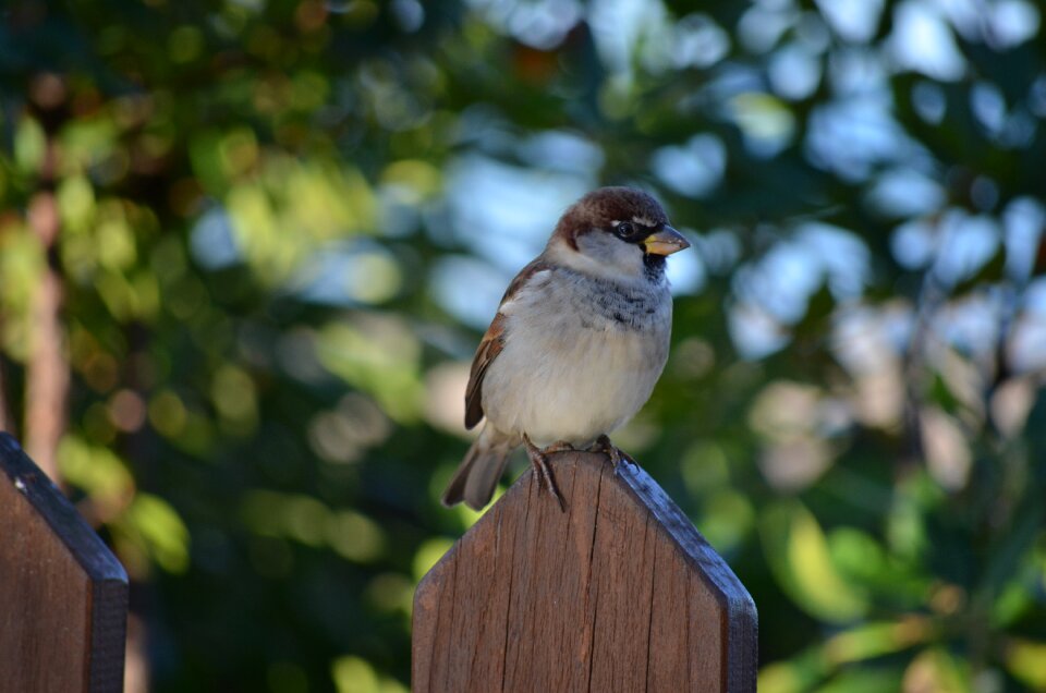 Sparrow nature bird