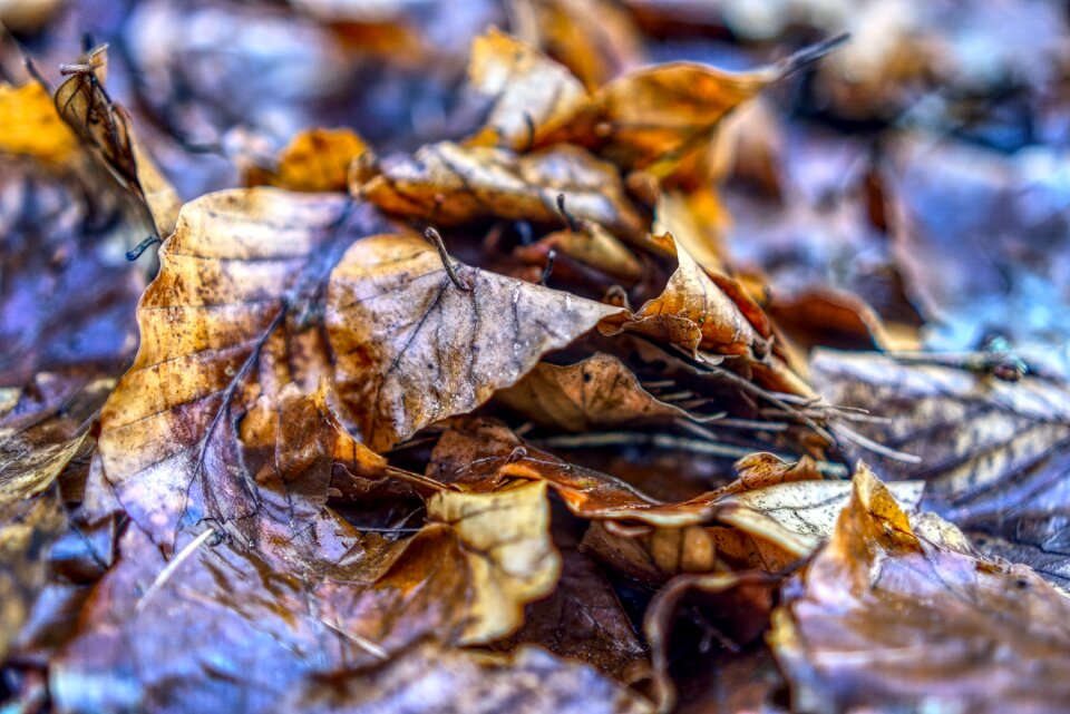 Autumn nature leaf