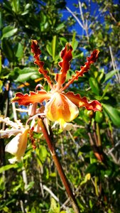 Star of fire flower exotic