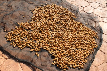 Seed sunning himself summer