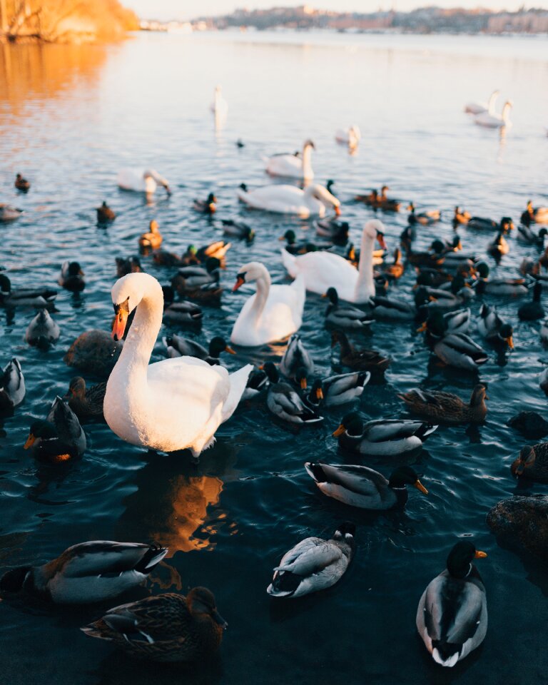 Birds animal nature