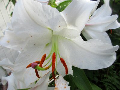 White lilly flower blooming photo