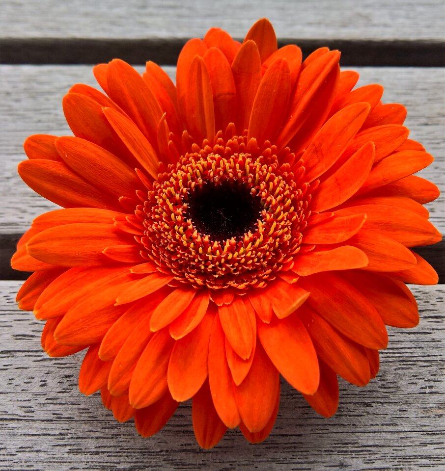 Orange red flowers stamens