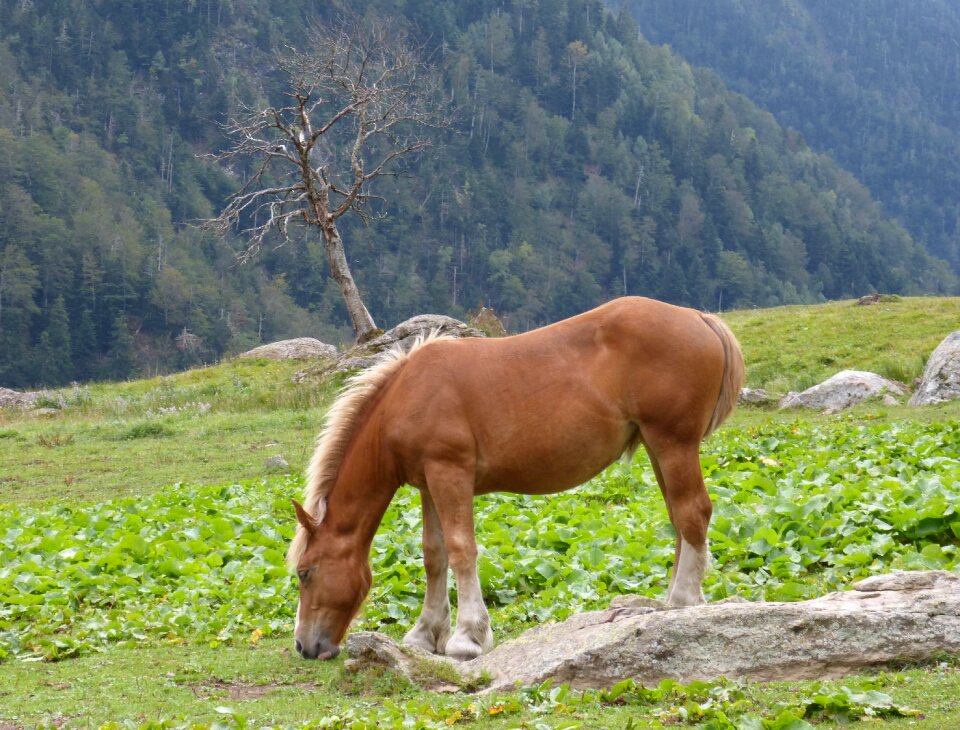Prado val d'aran pastures