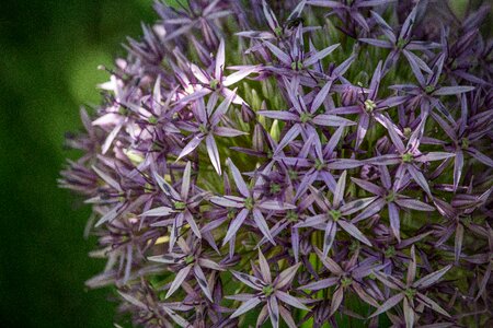 Ball allium spring photo