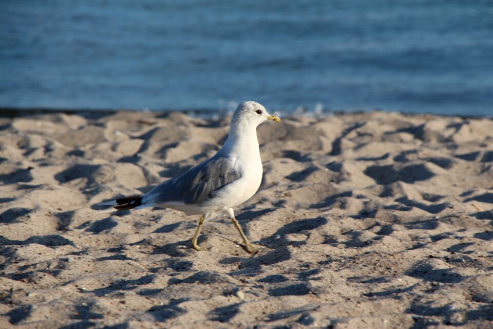 Bird north sea baltic sea