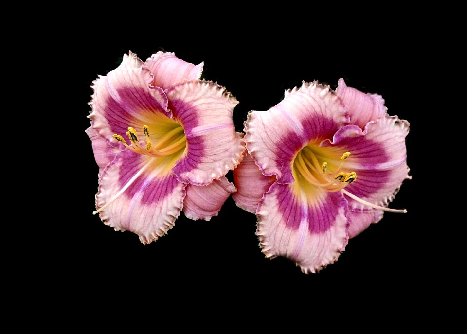 Flora petal beautiful