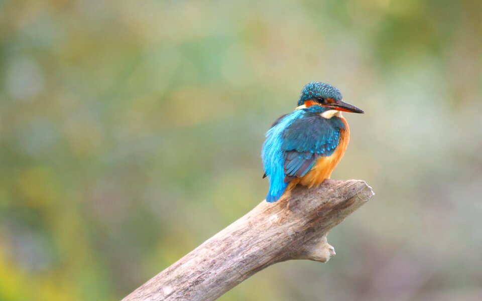 Birds martin fisherman