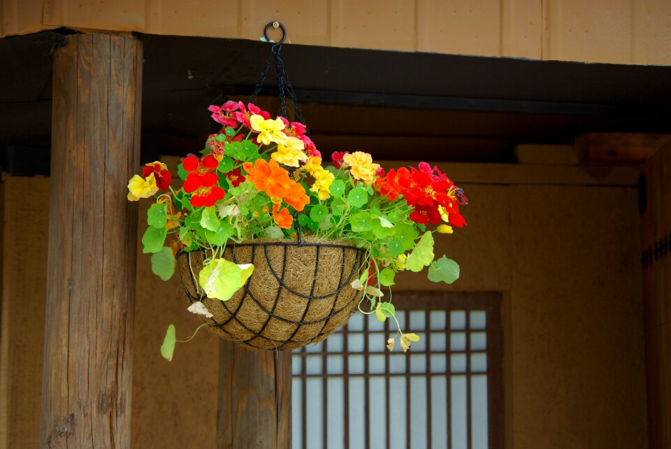 Potted plant homes for sale republic of korea