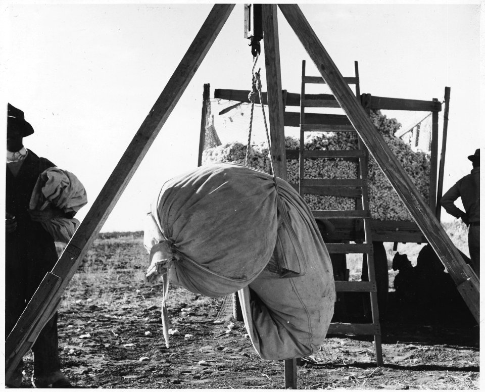 Eloy District, Pinal County, Arizona. At the cotton wagon. Weighing, dumping of the cotton, and resp . . . - NARA - 522548