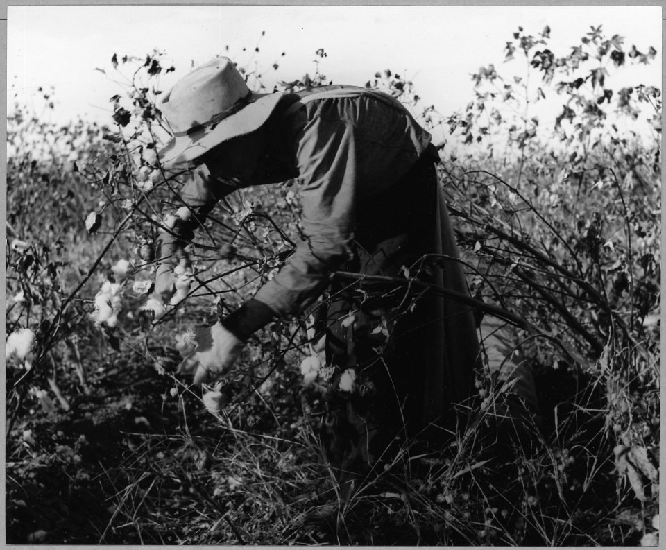 Eloy District, Pinal County, Arizona. Child laborer in Arizona cotton field. 12-year-old boy born i . . . - NARA - 522231