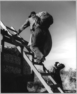 Eloy District, Pinal County, Arizona. At the cotton wagon - NARA - 522233