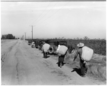 Eloy District, Pinal County, Arizona. Cotton pickers, on their way to the cotton wagon at noontime, . . . - NARA - 522036