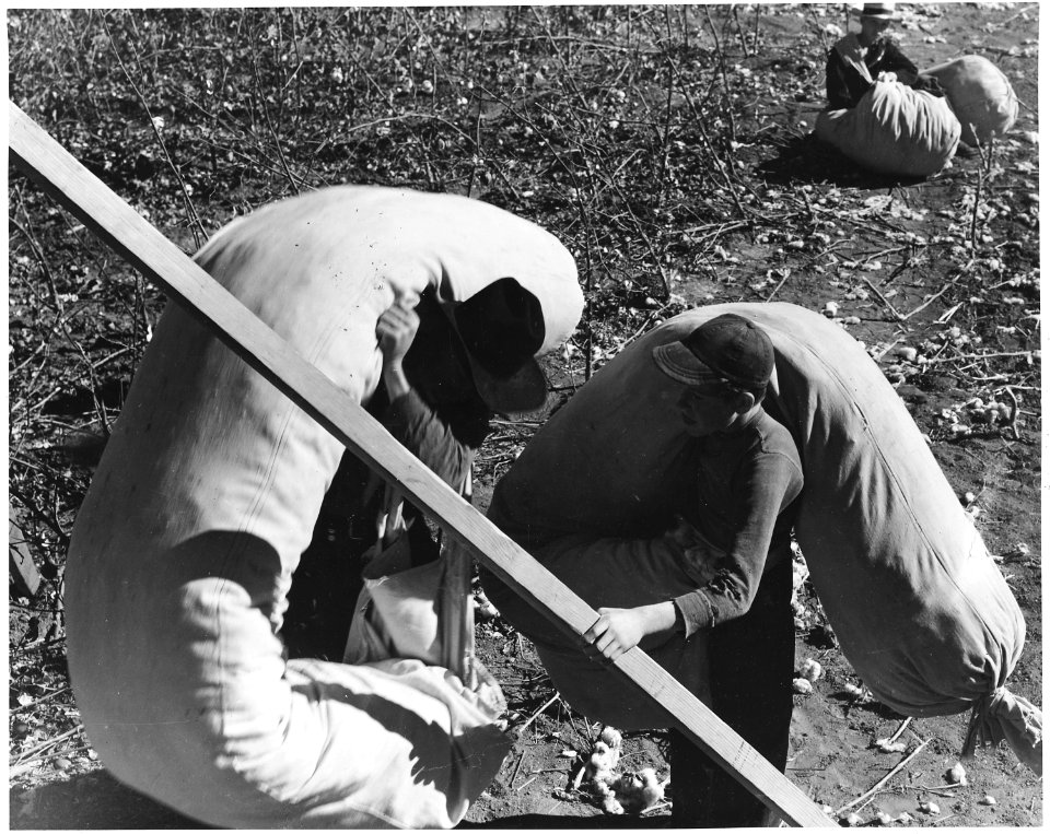 Eloy District, Pinal County, Arizona. Father and boy, ready to weigh their last sacks of cotton at t . . . - NARA - 522550