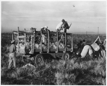 Eloy District, Pinal County, Arizona. At the cotton wagon. Weighing and dumping cotton sacks at the . . . - NARA - 522549