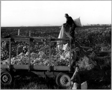 Eloy District, Pinal County, Arizona. Man and wife, migrant cotton pickers. He dumps his sack and he . . . - NARA - 522270
