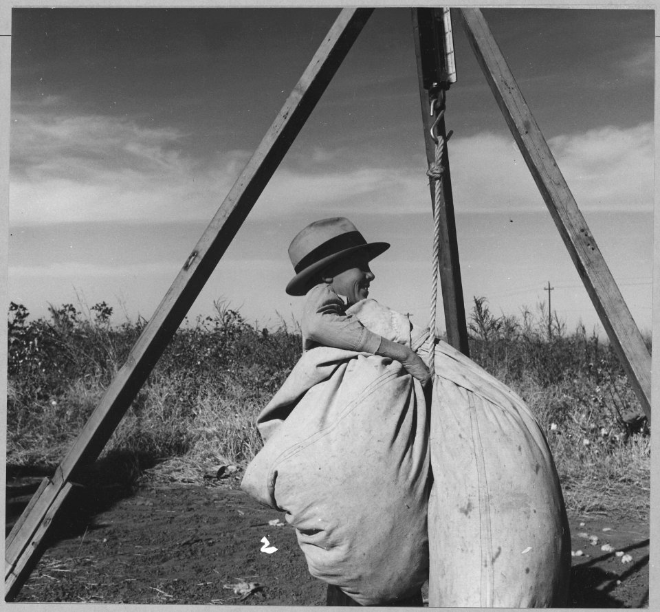 Eloy District, Pinal County, Arizona. Many children work in the cotton fields in the Eloy District. - NARA - 522232