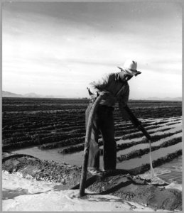 Eloy District, Pinal County, Arizona. Mexican irrigator siphoning from ditch to field. - NARA - 522191