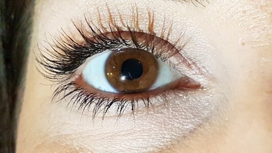 Long eyelashes brown eyes iris photo