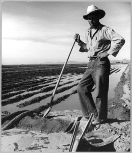 Eloy District, Pinal County, Arizona. Mexican irrigator. He came from Mexico 12 years ago, works the . . . - NARA - 522190