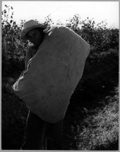 Eloy District, Pinal County, Arizona. Coming in from the field along the ditch bank on way to the we . . . - NARA - 522198