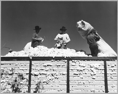 Eloy District, Pinal County, Arizona. Migratory cotton pickers dump their sacks into the field wagon . . . - NARA - 522249