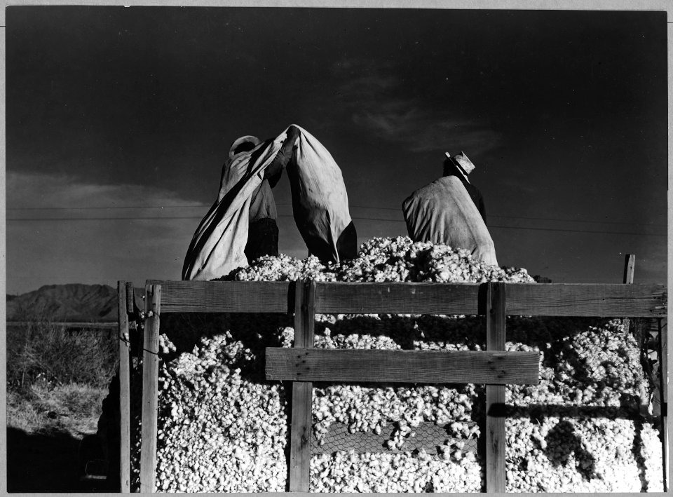 Eloy District, Pinal County, Arizona. Migratory cotton pickers dump their sacks into the field wagon . . . - NARA - 522253