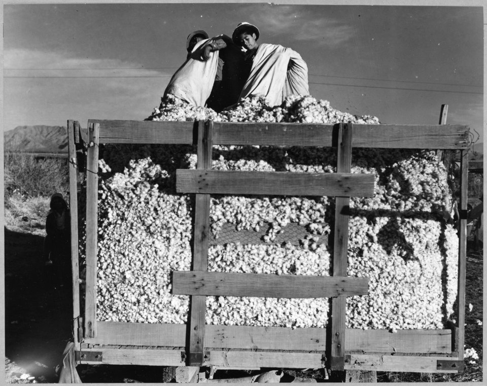 Eloy District, Pinal County, Arizona. Migratory cotton pickers dump their sacks into the field wagon . . . - NARA - 522255