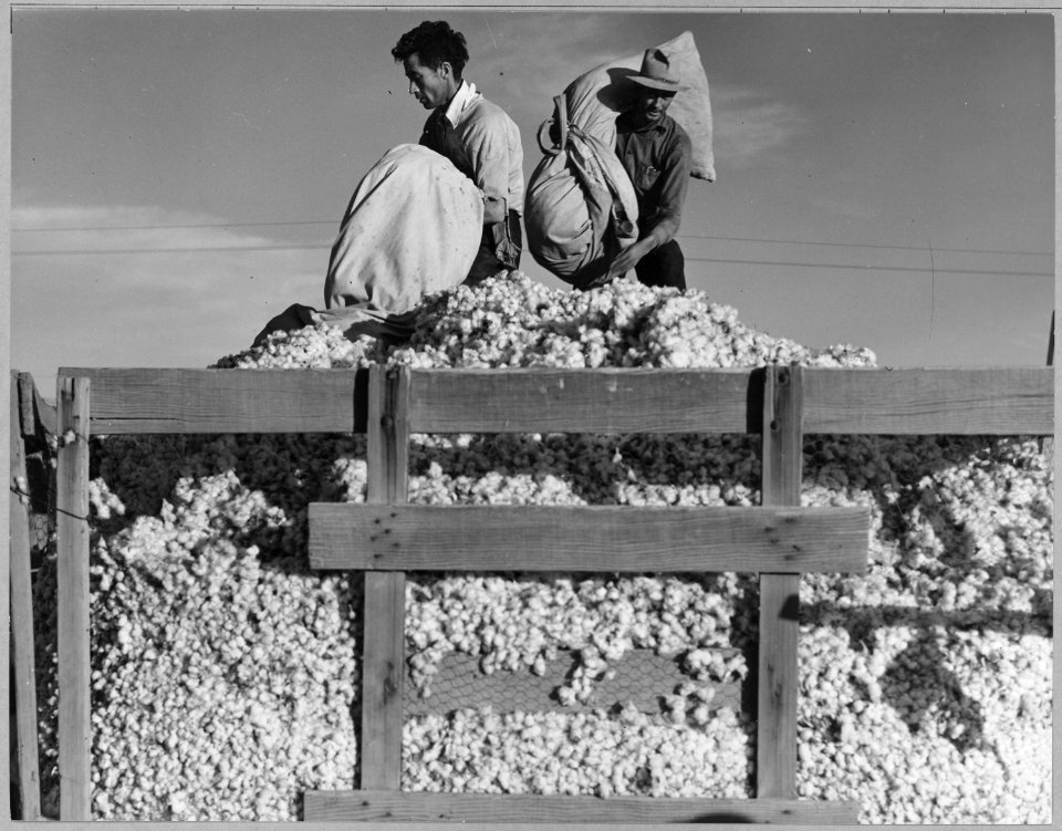 Eloy District, Pinal County, Arizona. Migratory cotton pickers dump their sacks into the field wagon . . . - NARA - 522257