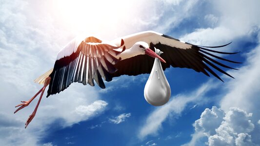 Sky flight stork photo